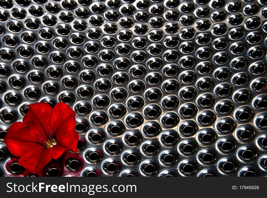 Flower on the steel background. Flower on the steel background