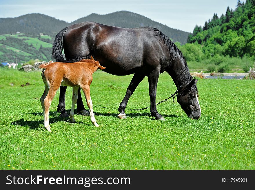 Peacefully grazing Horse on a lawn.