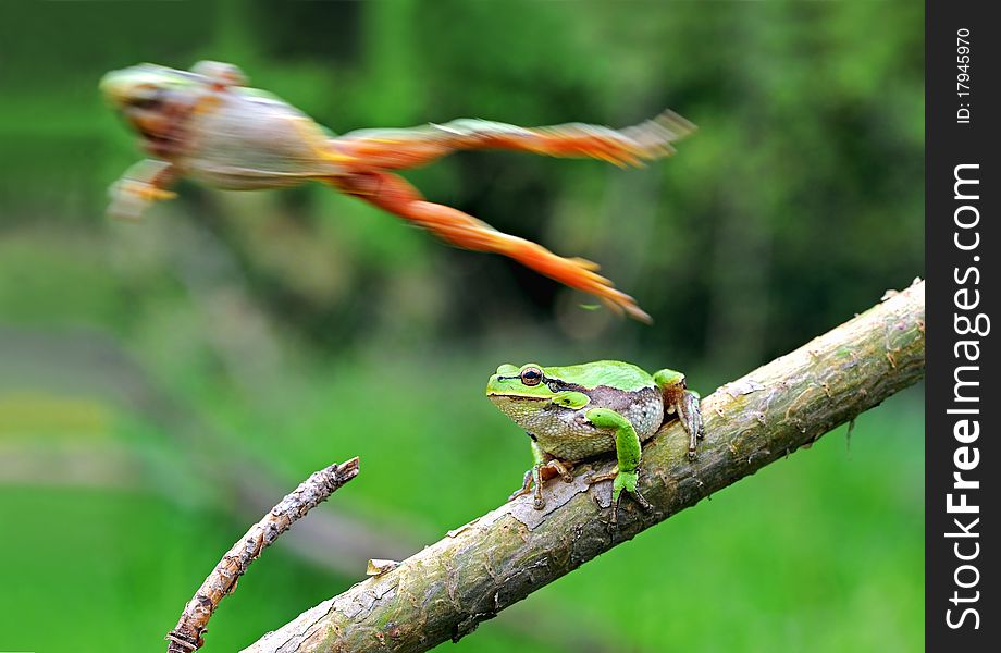 Arboreal frog in a natural habitat