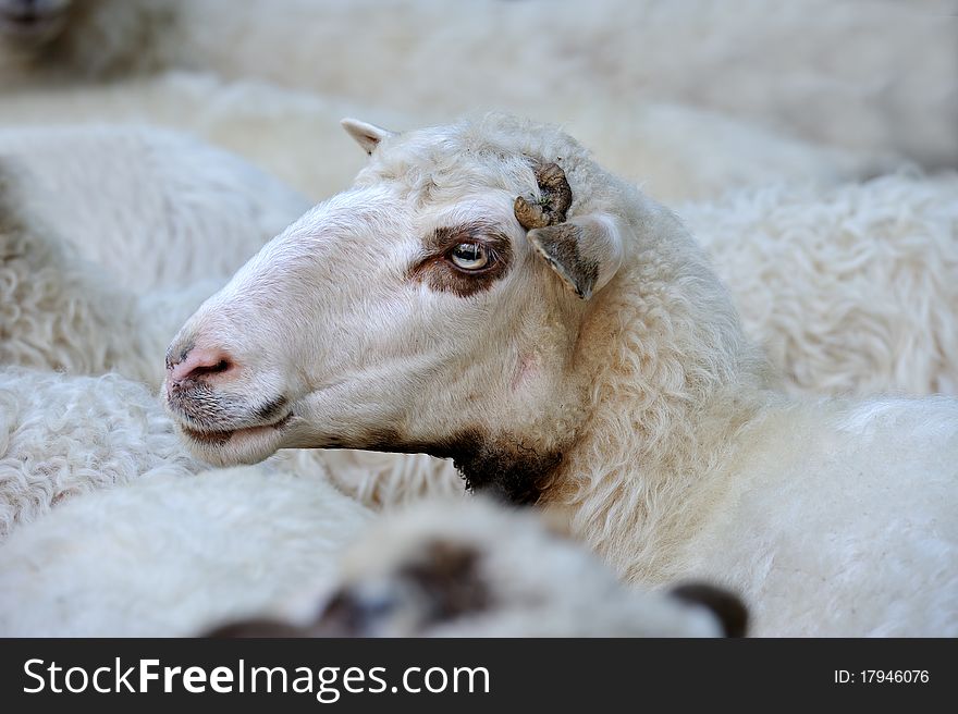 Portrait of Sheep on a background a herd