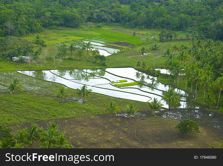 The rice fields in the lowlands of the Philippines