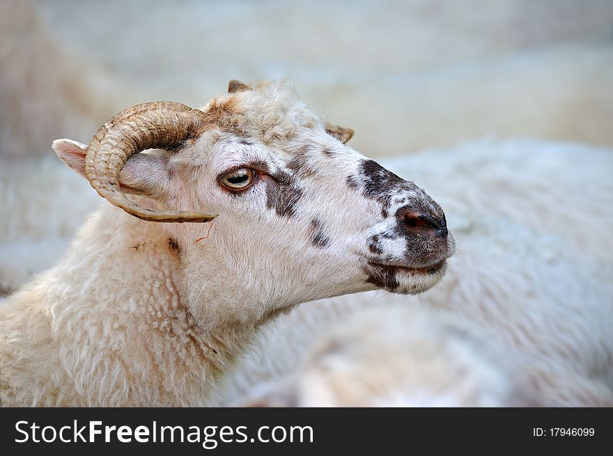 Portrait of Sheep on a background a herd