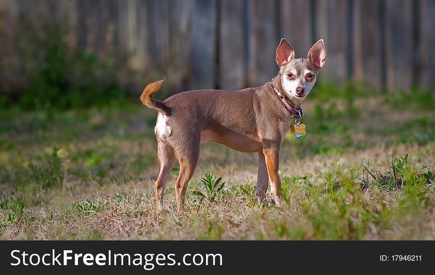 Perky chihuahua in her back yard. Perky chihuahua in her back yard