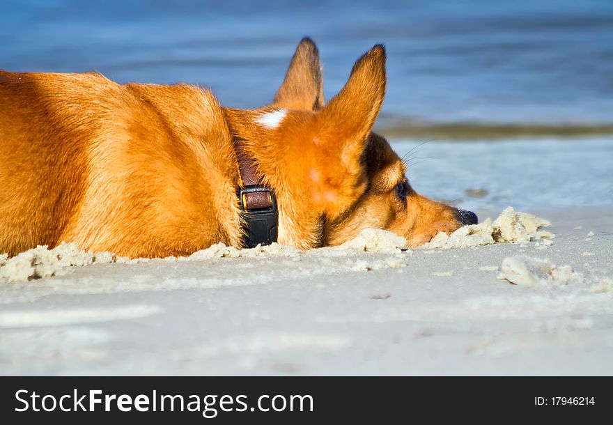 Corgi puppy laying in the sand. Corgi puppy laying in the sand