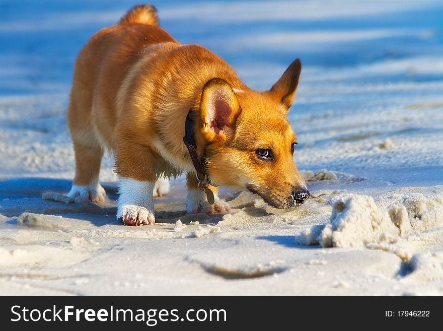 Cute corgi puppy checking out sand for the first time. Cute corgi puppy checking out sand for the first time