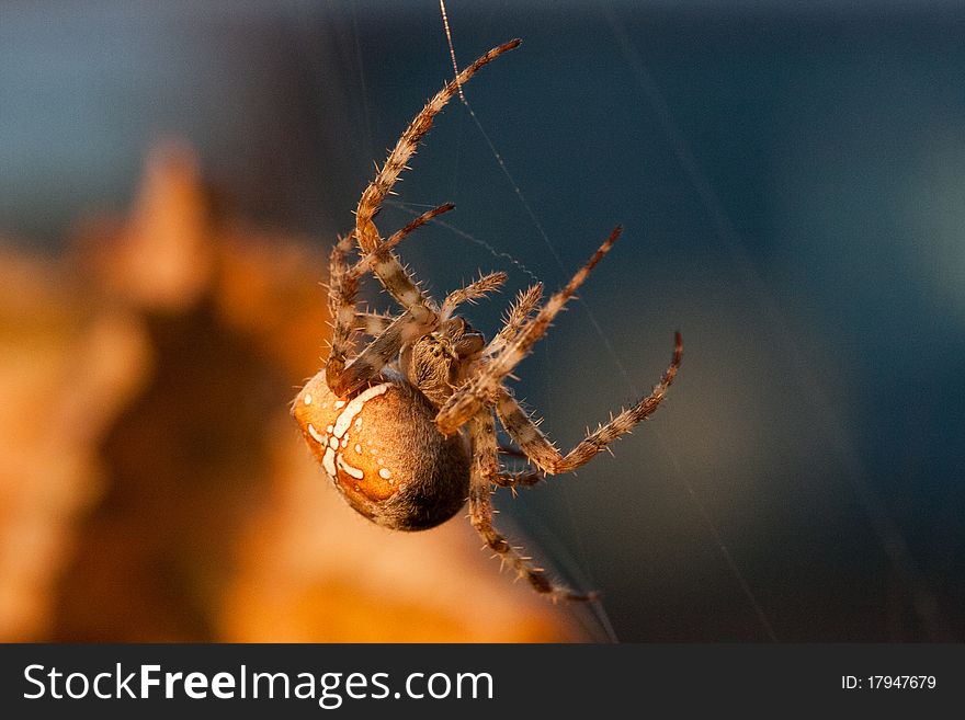 A European garden spider is busy repairing its web.