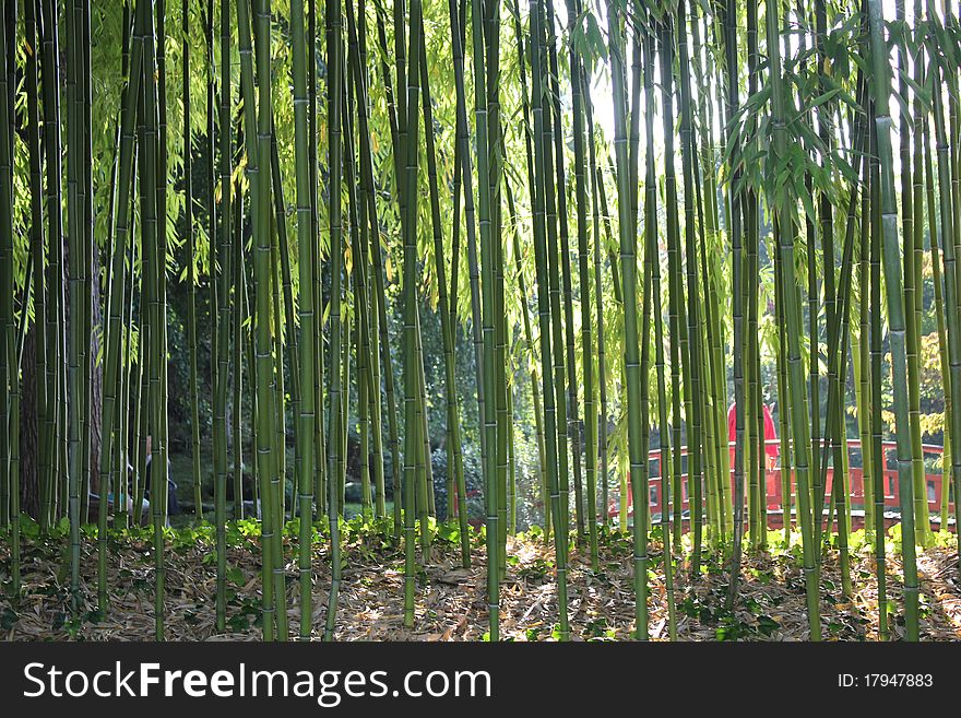 Bamboo seethrough in a Japanese Garden(MusèeKhan)