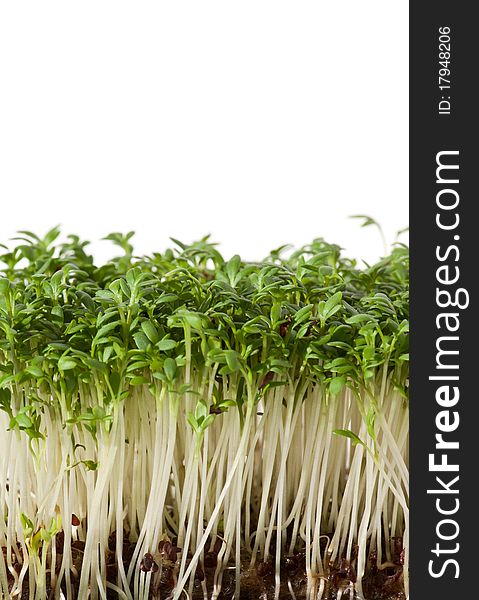 Watercress in front of a white background,