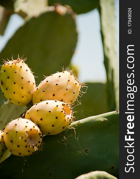 Fig prickly pear, fruit, plant