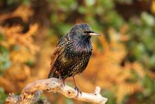 A Starling. Royalty Free Stock Photo