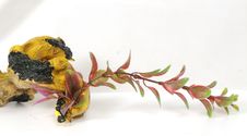 Artificial Plant Royalty Free Stock Images Artificial Plant Royalty Free Stock Images