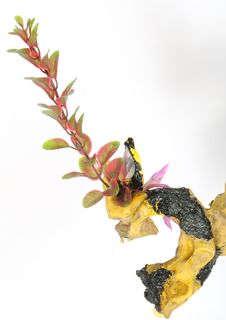 Artificial Plant Stock Photos Artificial Plant Stock Photos
