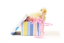 Chick In A Gift Box Stock Image