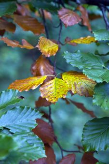Autumnal Colours Royalty Free Stock Photos