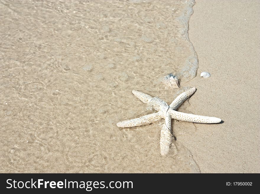 Water and starfish on smooth sand