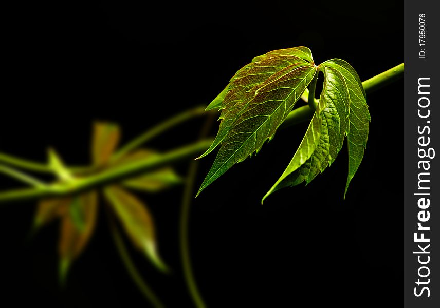 Detail of green wild vine leaf. Detail of green wild vine leaf