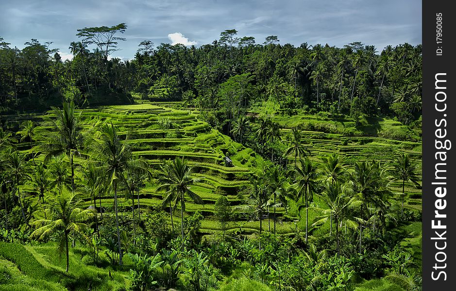 Rice fields terrace