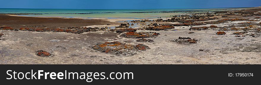 Stromatolites In Hamlin Pool