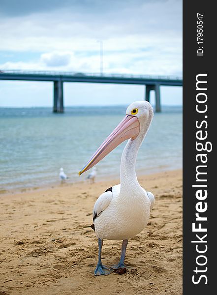 An image of a pelican on the beach.