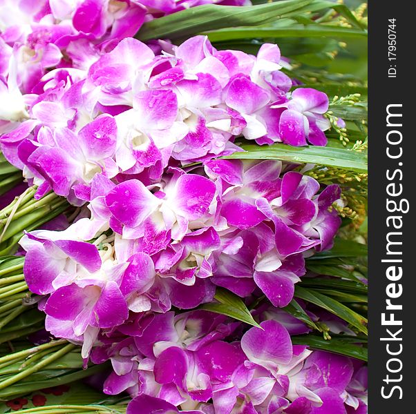 Asian violet orchids sells in local market,thailand