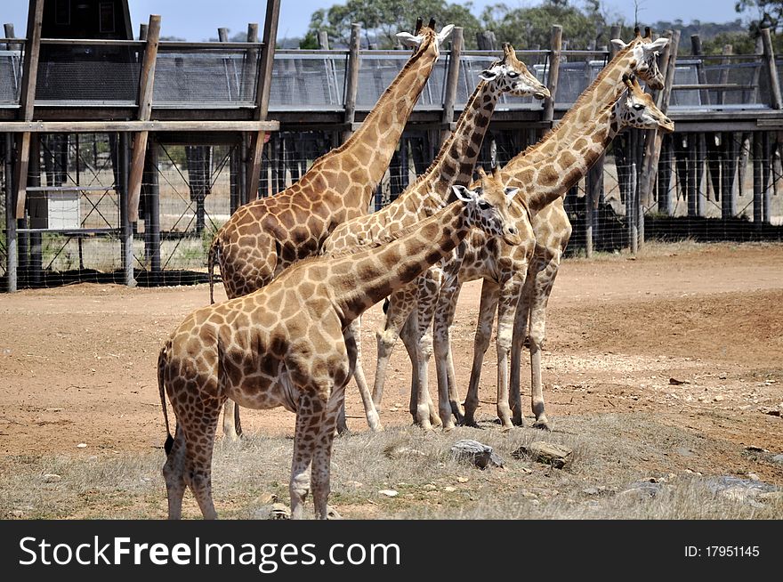 Giraffe in nature habitat in dry land.