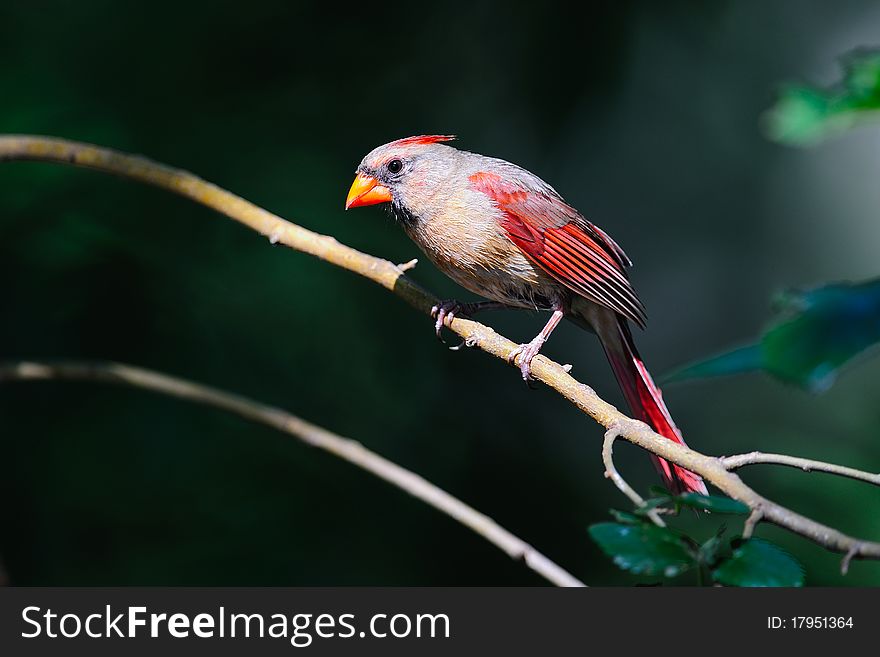 Northern Cardinal Perched On Branch