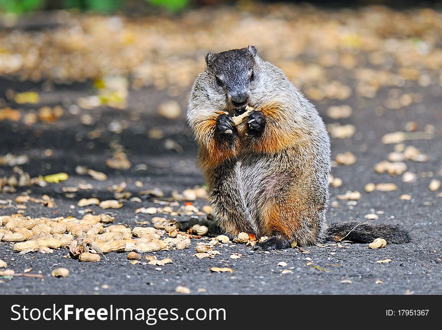 Groundhog Eating