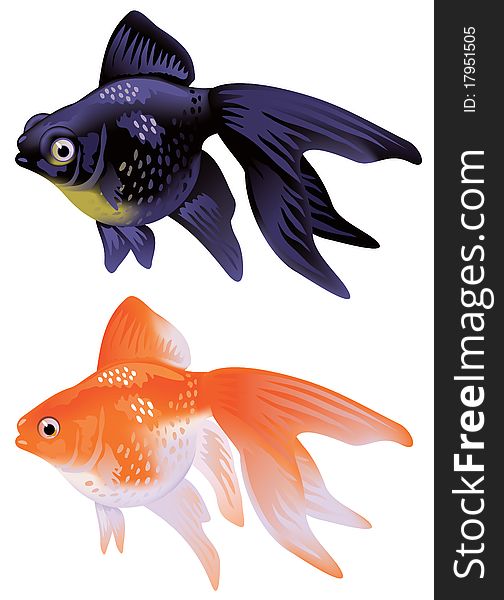 Aquarium Goldfish Telescop and veiltail. Naturalistic vector illustration.