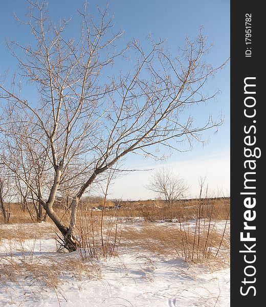 Alone tree on the winter meadow