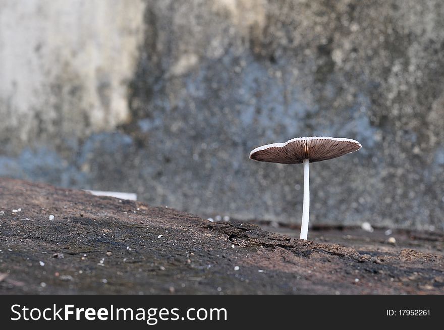 Mushroom growing in old wood