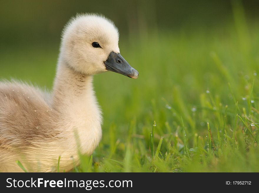 Mute swan chick in the morning dew of a passing