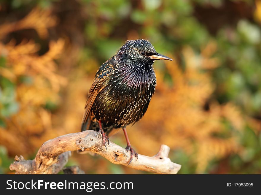 View of a starling against a colourful background. View of a starling against a colourful background.