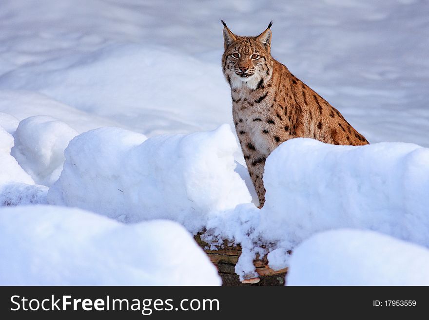 Lynx in the Bavarian Forest in Germany in the winter environment