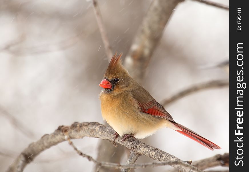 Female northern cardinal, Cardinalis cardinalis, perched on a tree branch