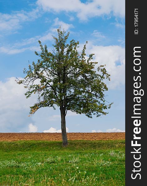 Bright Tree With Green Grass And Blue Sky