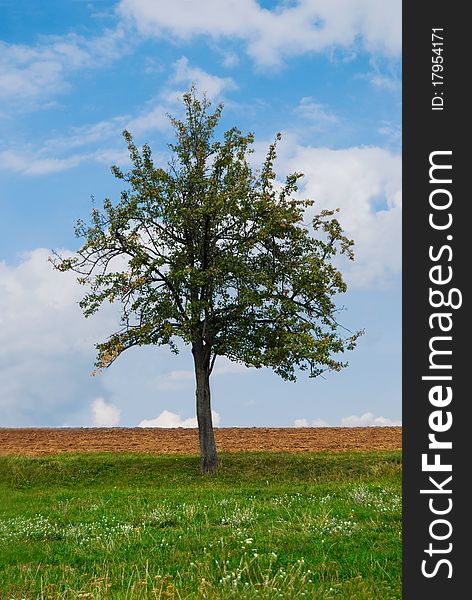 Bright colorful beautiful tree with green grass and blue sky. Bright colorful beautiful tree with green grass and blue sky