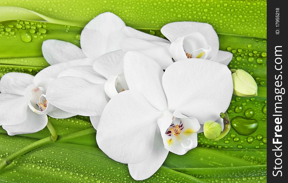 White Orchid And Dewy Leaves