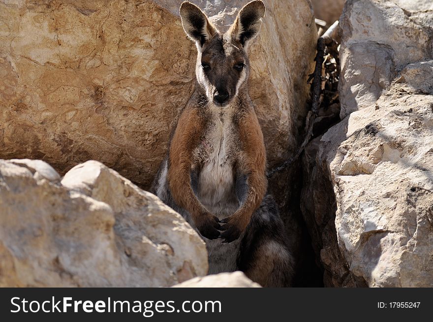 A wallaby in australia on a dry area.