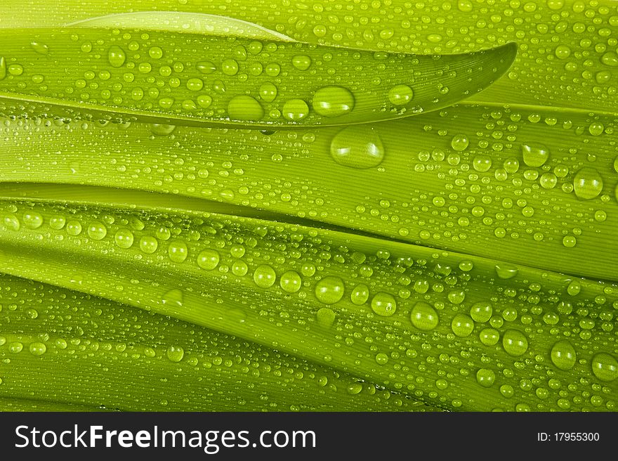 Dewy leaves with drops - natural background