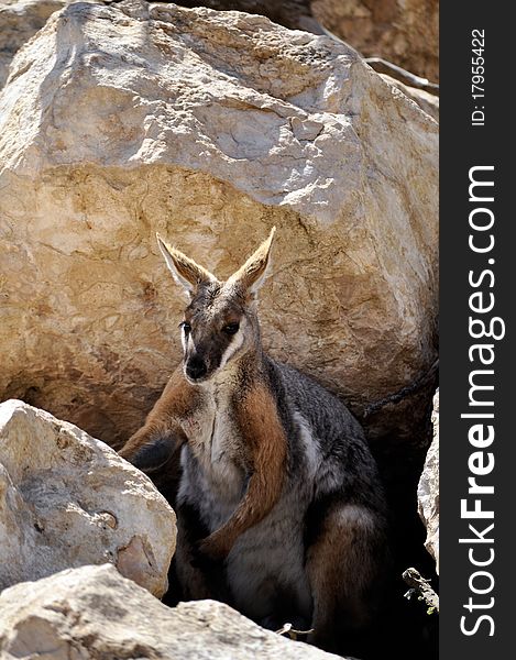 A wallaby in australia on a dry area.