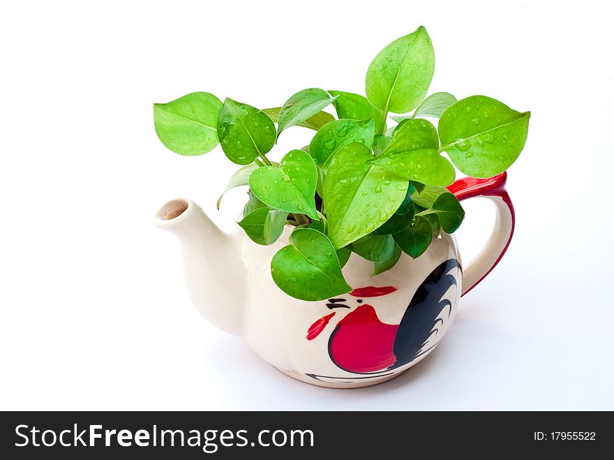 White teapot with leaves are green. White teapot with leaves are green.