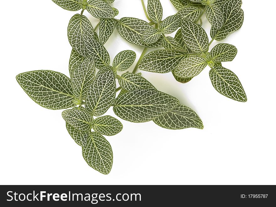 Nerve Plant also known as Fittonia, Fitonia or Mosaic plant, over white background. Scientific name: Fittonia verschaffeltii, var. argyroneura