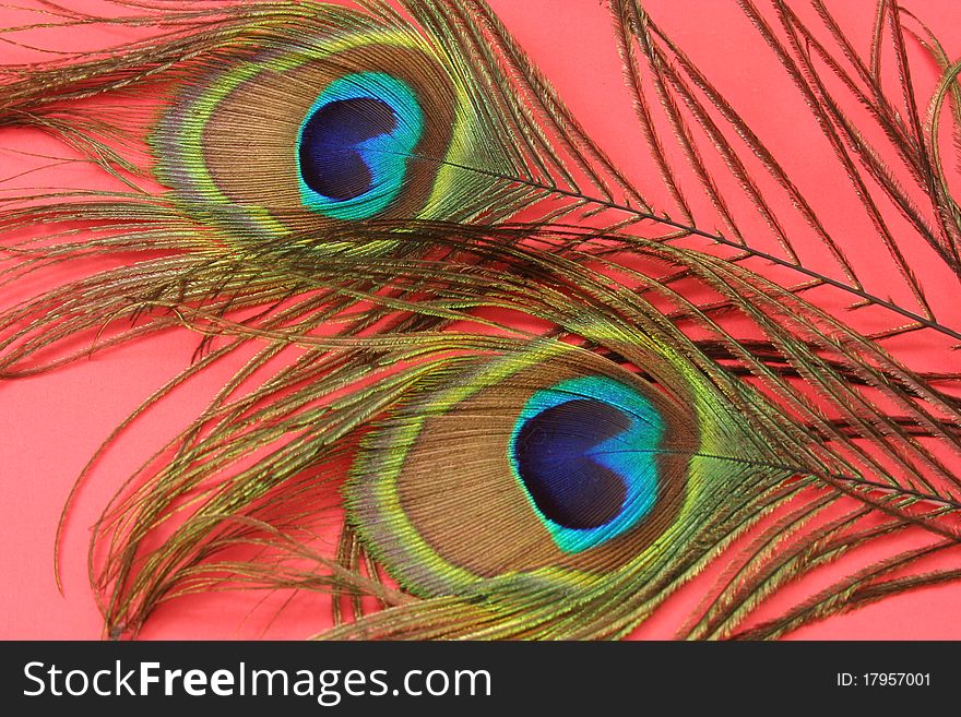 The two peacock feathers on a red background