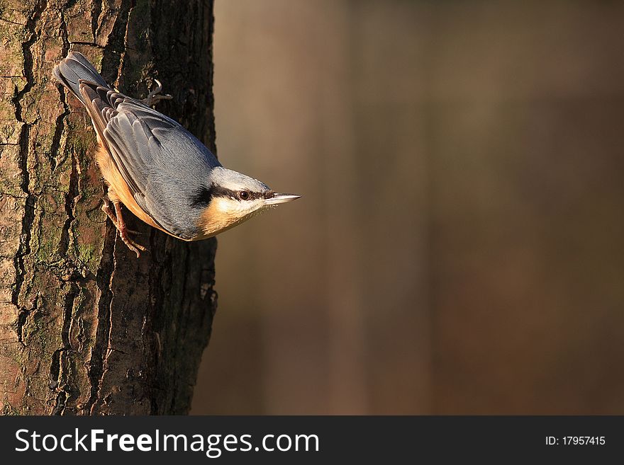 Nuthatch is holding the trunk, waiting for the release of feeder