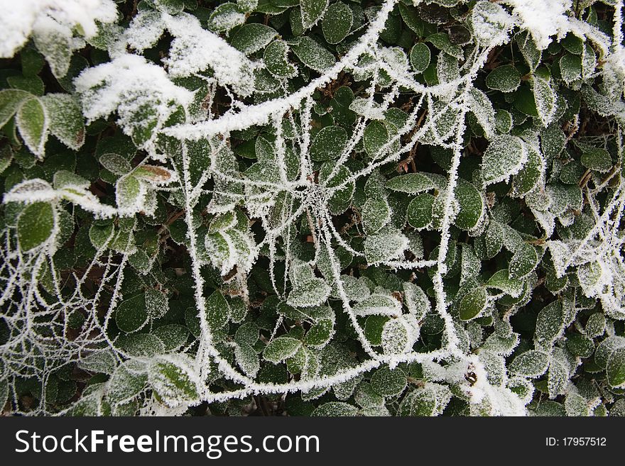 Frozen spider's web covered in frost and snow