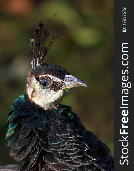 Peacock crown is his portrait photographed