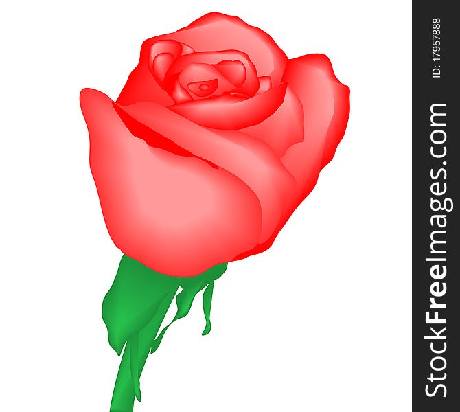 Watercolor bright red rose on white background, vector illustration, eps10