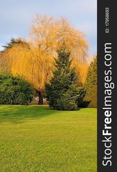 A beautiful weeping willow orange backdrop of manicured lawn. A beautiful weeping willow orange backdrop of manicured lawn