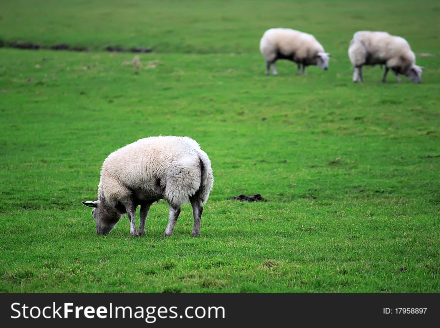 Photo of green field with sheeps