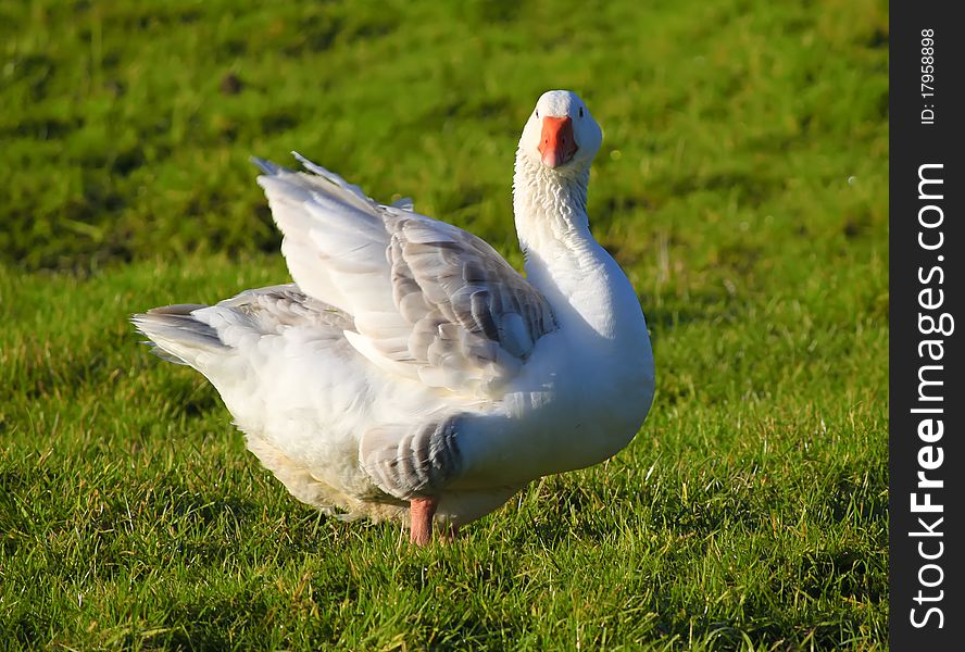 Photo of white goose of the field